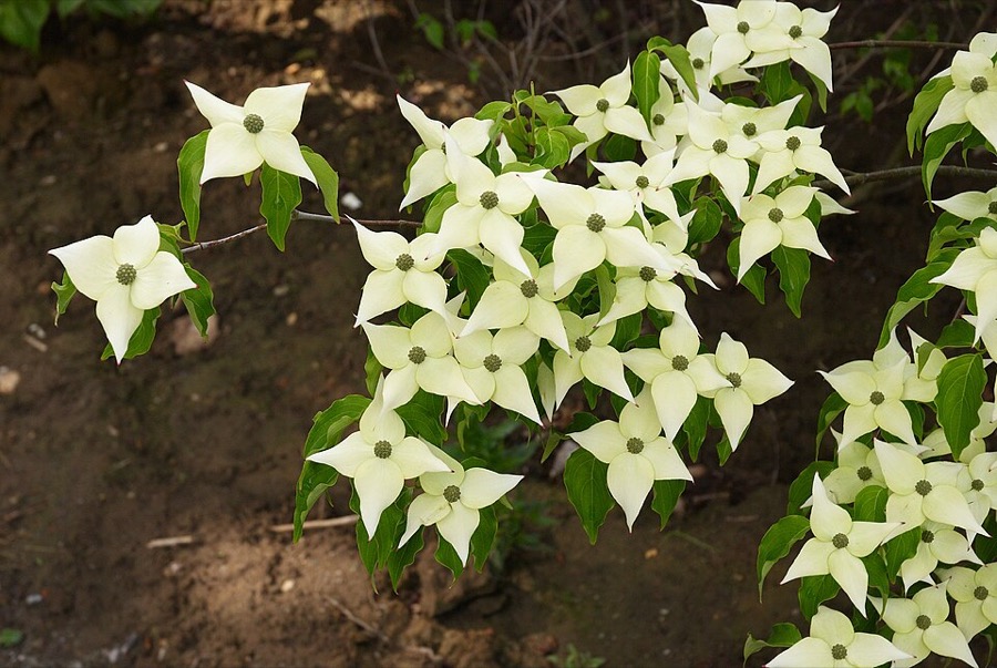 Cornus kousa, cream-white bracts along the branches