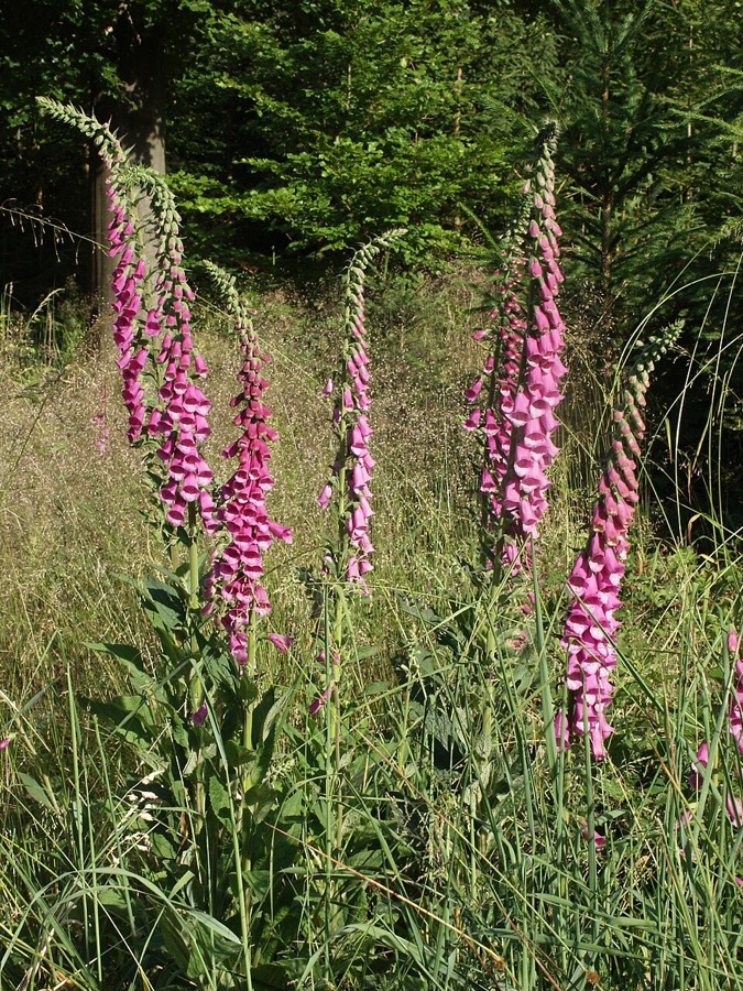 Foxgloves, tall purple-pink spires