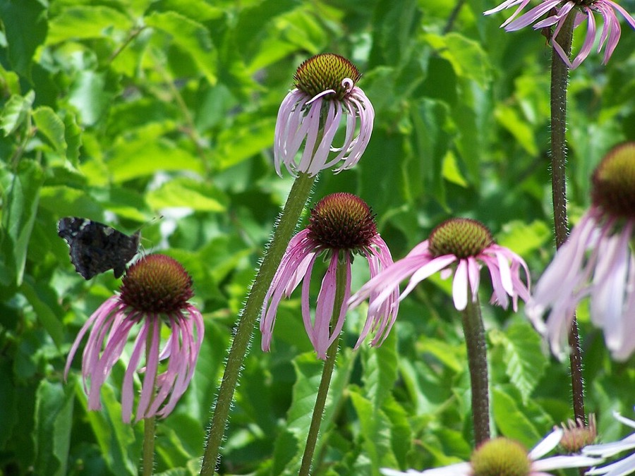 Pale purple coneflowers with drooping petals and a butterfly