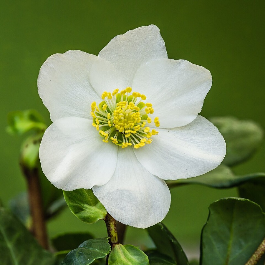 Christmas rose, a pure white flower with a yellow centre