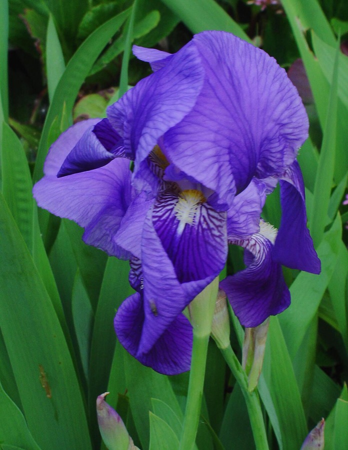 Bearded iris Jane Phillips, pale sky-blue flowers