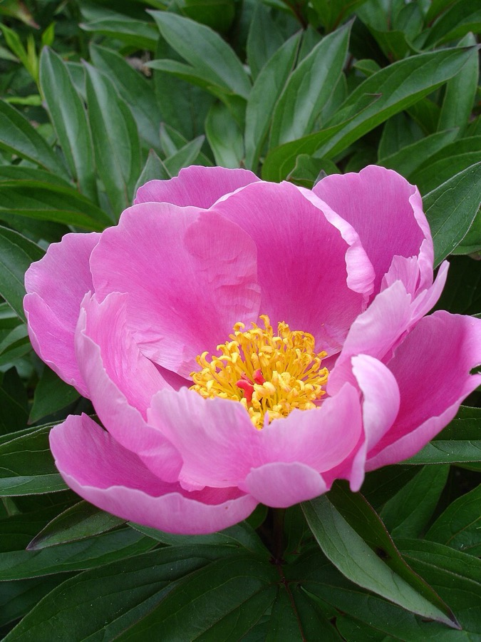 Peony Sarah Bernhardt, a large pale pink double flower