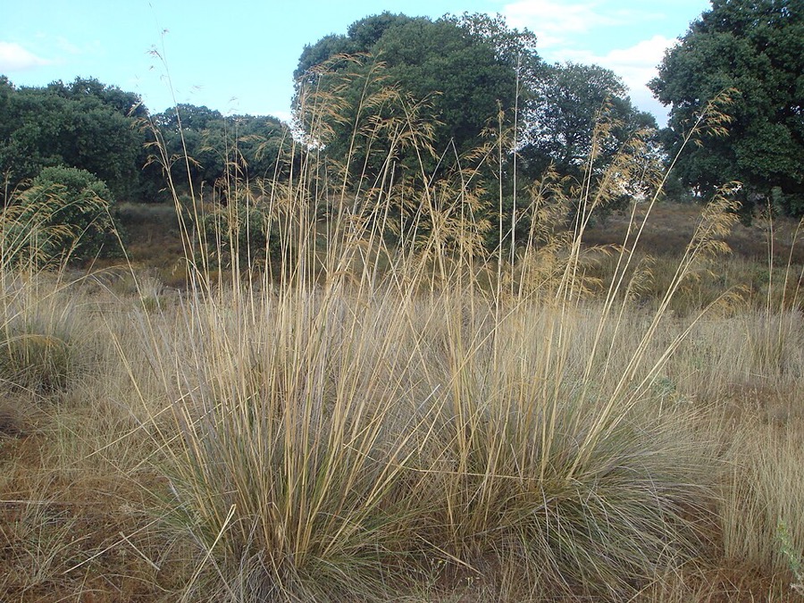 Stipa gigantea, golden oat-like flower heads catching the light